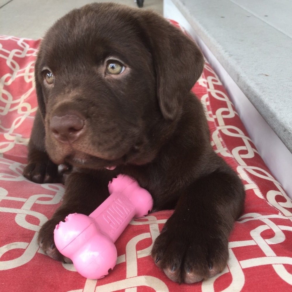 Meet your Posher, Payton